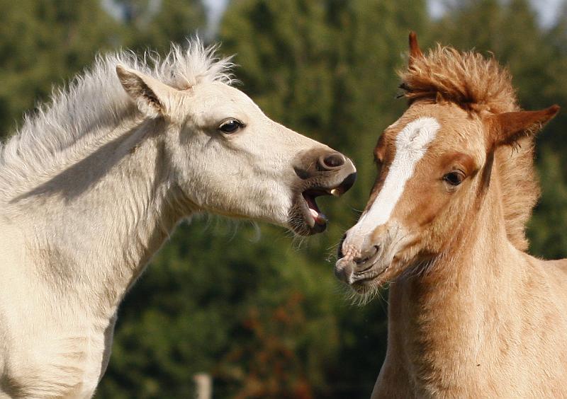 Gabriel und Myrdal 8.jpg